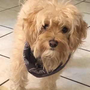 Meet your Posher, Boom